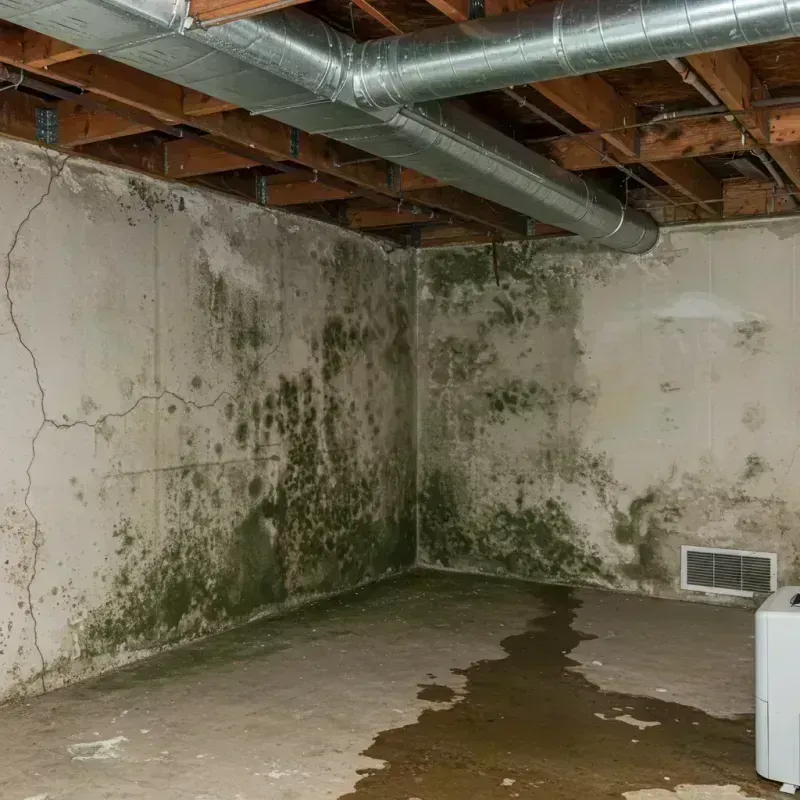 Professional Mold Removal in Orland, CA